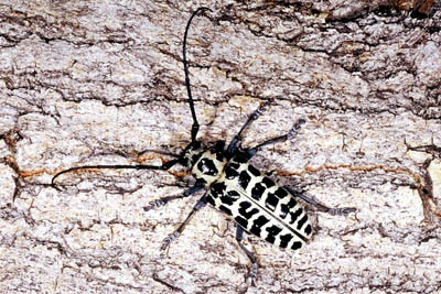 Cottonwood Long-horned Borer Beetle